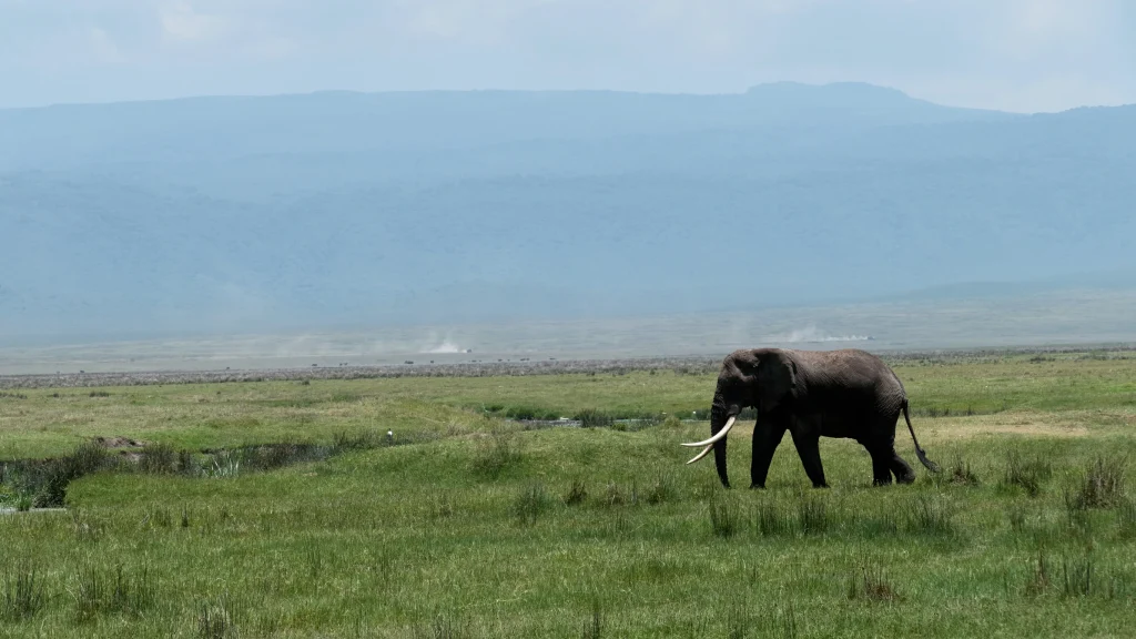 The Complete Guide to Ngorongoro Crater Safari