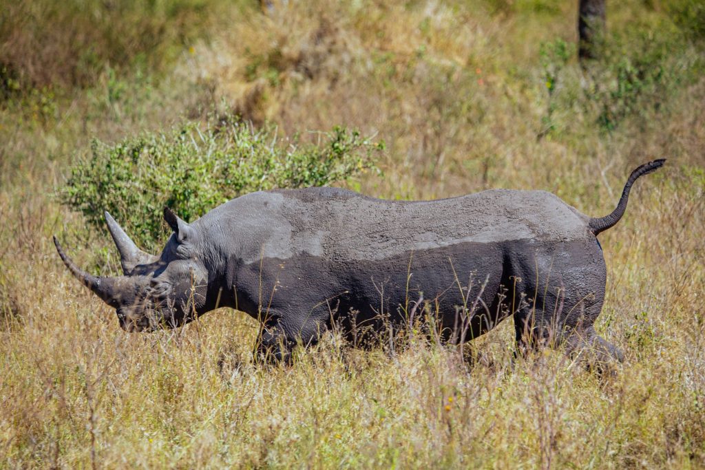 10 Wildlife Experiences in Tanzania You Should Plan Your Safari Around