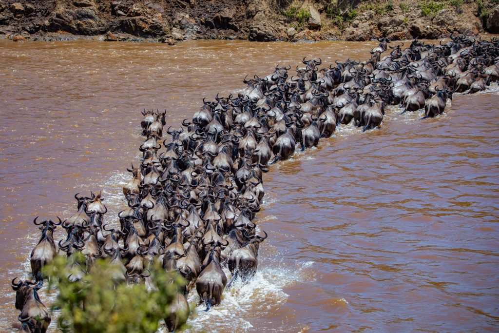 The Best Time to See the Great Wildebeest Migration in Tanzania