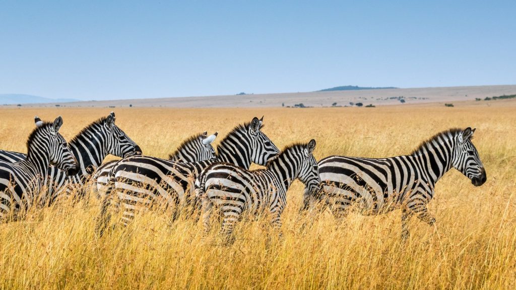 Tanzania’s Serengeti: The Ultimate Safari Escape