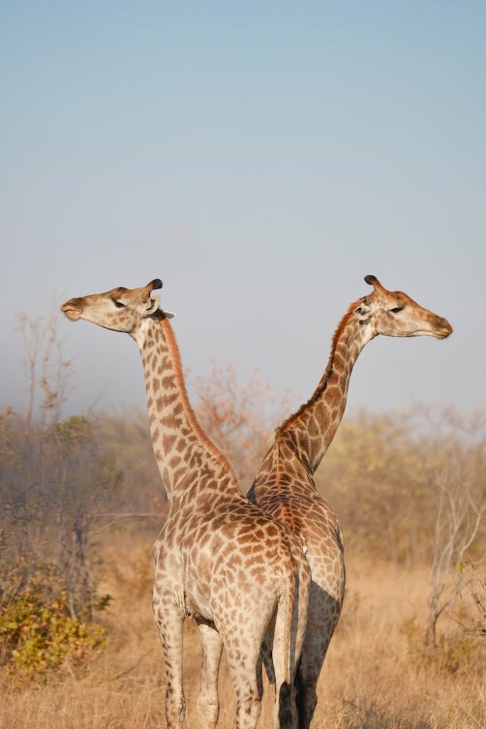 Pair of giraffes standing back-to-back on South African savanna during the day.