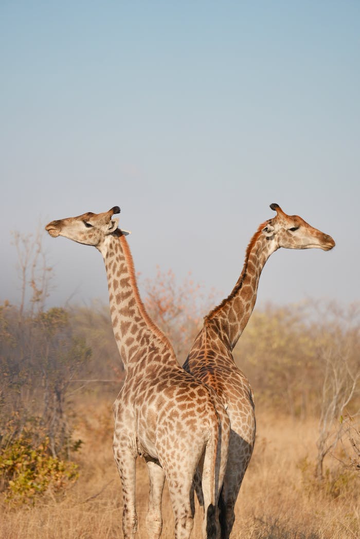 Pair of giraffes standing back-to-back on South African savanna during the day.