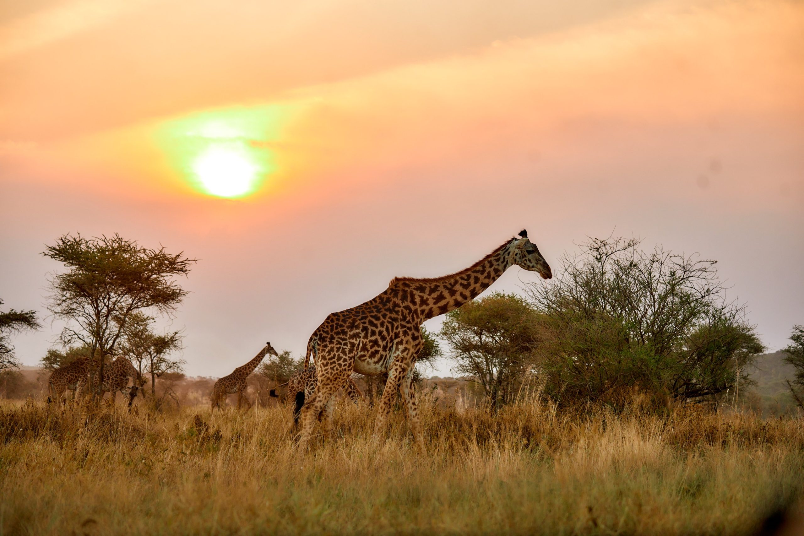 4-Day Tarangire & Ngorongoro Express