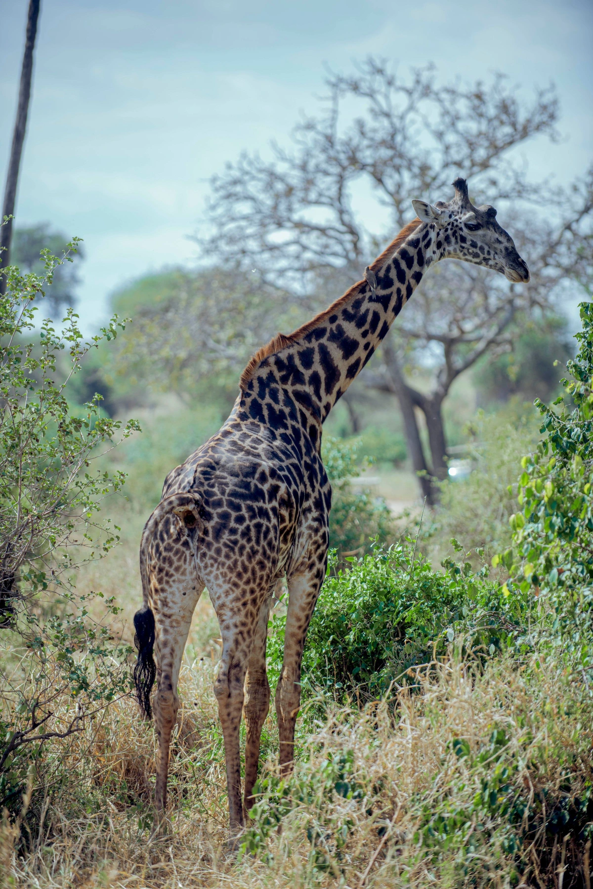 Ngorongoro