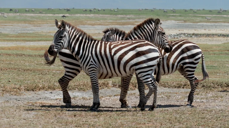 Zebras
