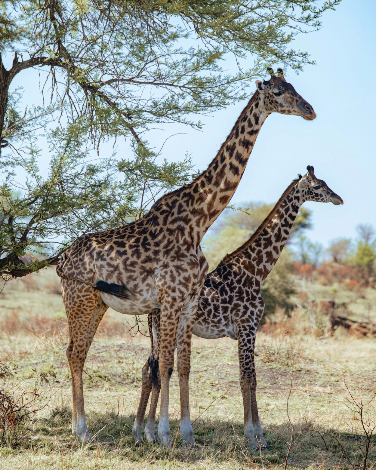 6-Day Serengeti & Ngorongoro Loop