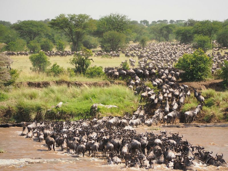 Best Time to See the Great Migration