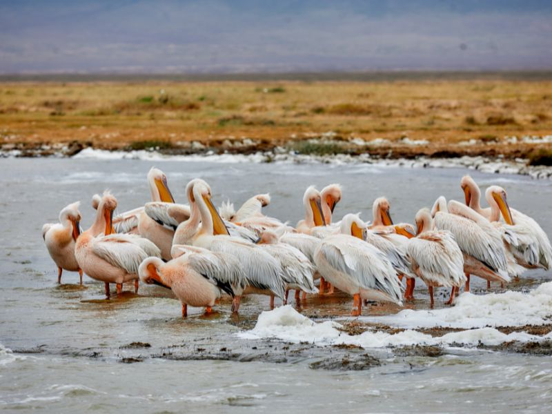 Top 10 Wildlife Experiences in Tanzania