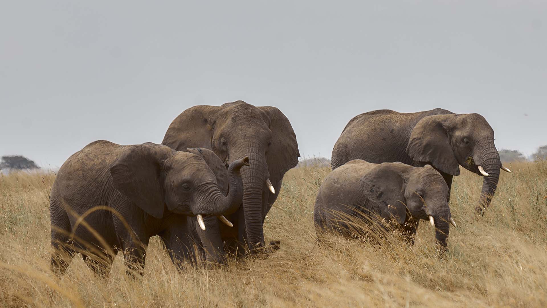 5-Day Northern Circuit Safari