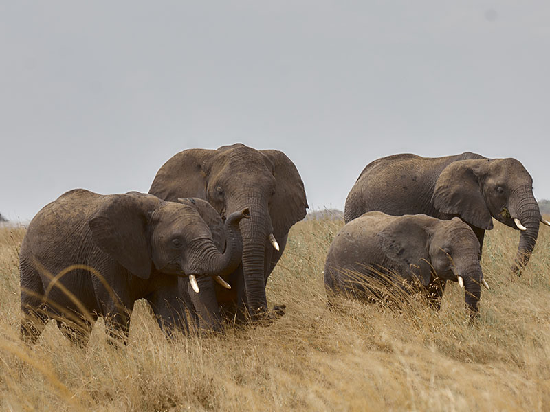 5-Day Northern Circuit Safari