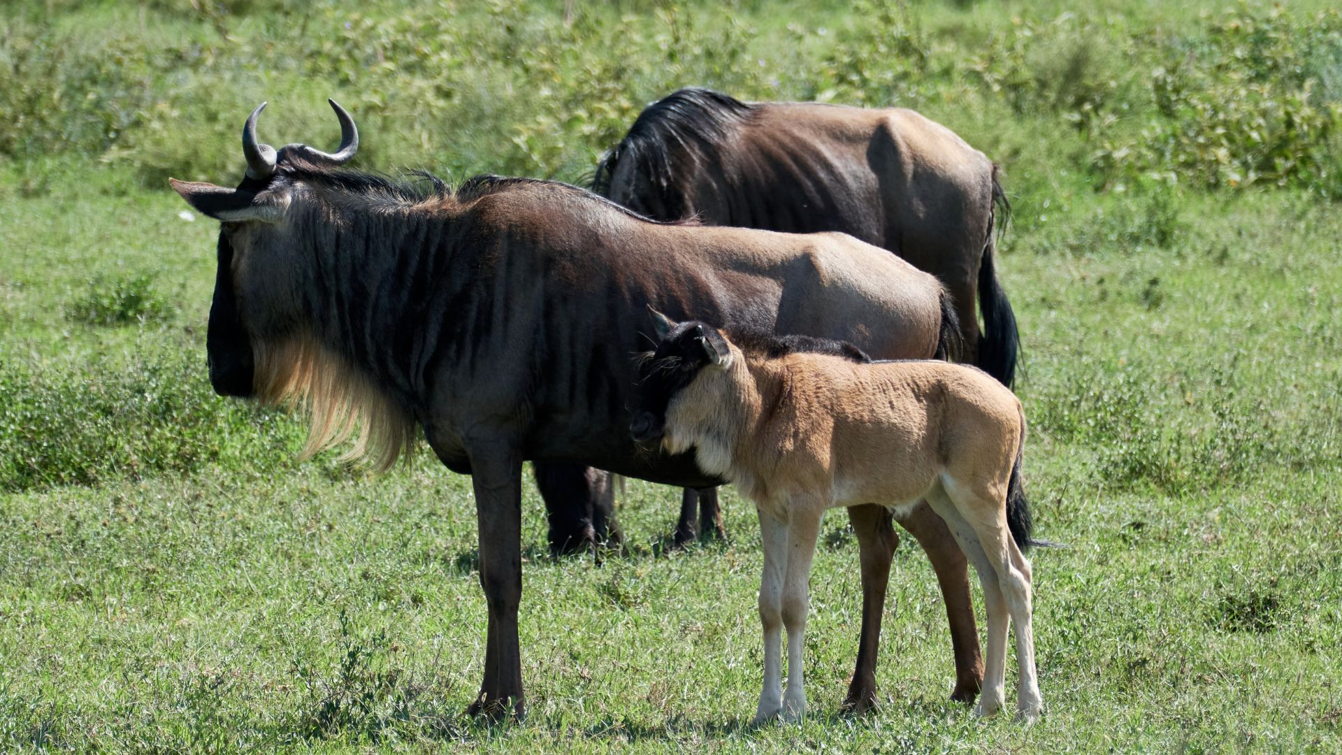 7-Day Serengeti Migration Safari