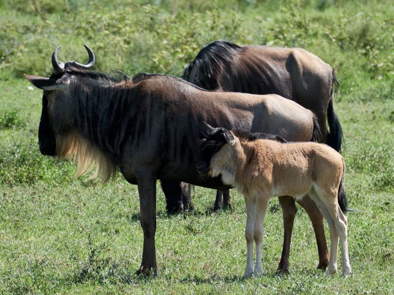 7-Day Serengeti Migration Safari