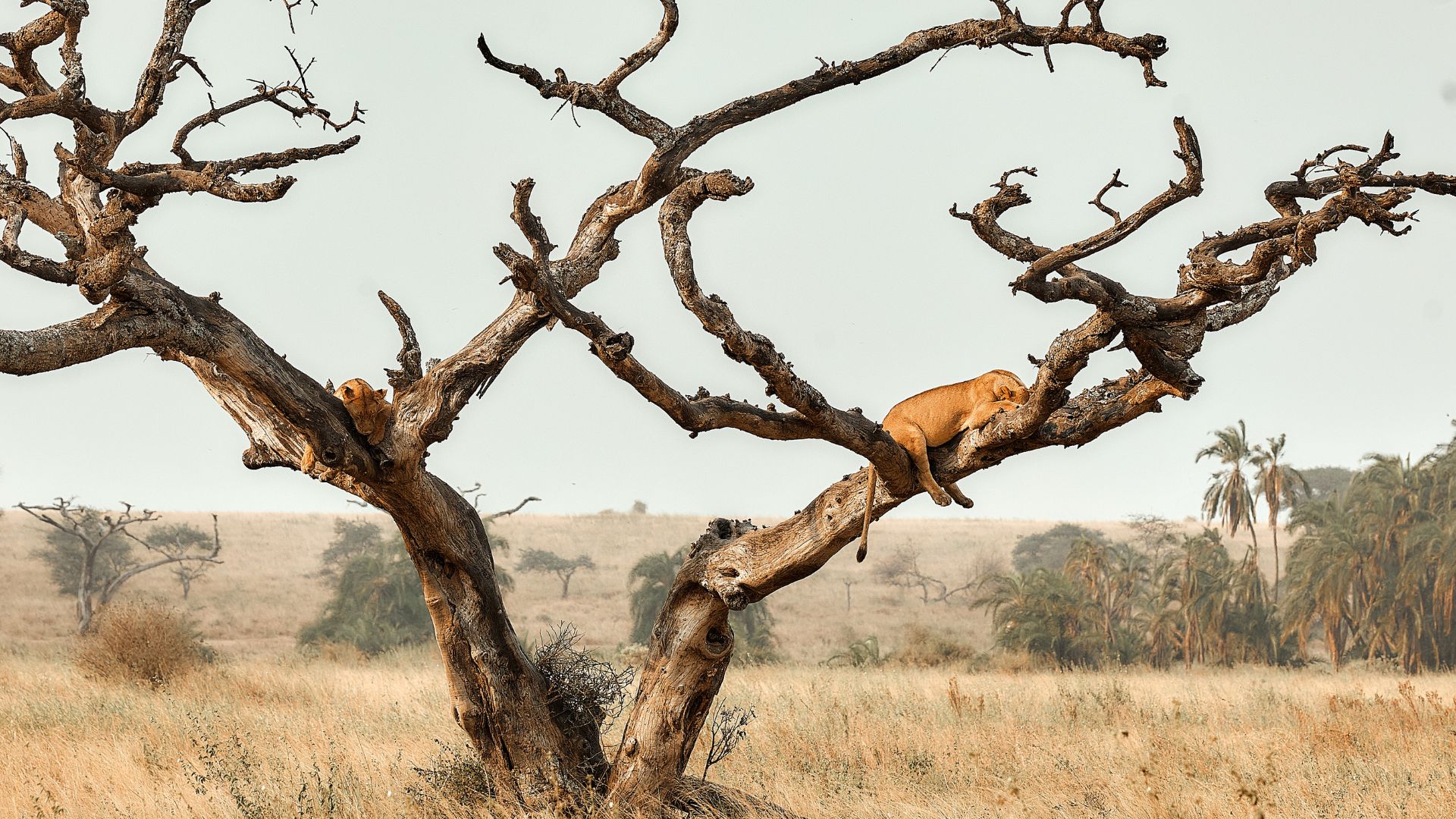 Tanzania safari packages